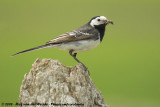 Pied WagtailMotacilla alba yarrellii