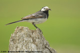 Pied WagtailMotacilla alba yarrellii