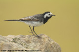 Pied WagtailMotacilla alba yarrellii