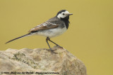 Pied Wagtail<br><i>Motacilla alba yarrellii</i>