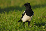 Eurasian Magpie<br><i>Pica pica pica</i>