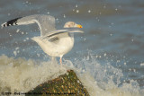 European Herring Gull<br><i>Larus argentatus argenteus</i>