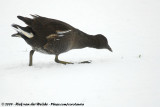 Common Moorhen<br><i>Gallinula chloropus chloropus</i>