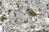 House Sparrow<br><i>Passer domesticus domesticus</i>