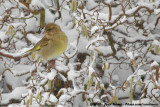 European Greenfinch<br><i>Chloris chloris chloris</i>