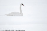 Mute Swan<br><i>Cygnus olor</i>