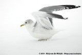 Common Gull<br><i>Larus canus canus</i>