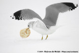 Common Gull<br><i>Larus canus canus</i>