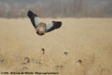 Egyptian Goose<br><i>Alopochen aegyptiaca</i>