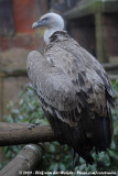 Griffon Vulture<br><i>Gyps fulvus ssp.</i>