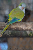 Monk Parakeet<br><i>Myiopsitta monachus ssp.</i>