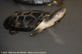 African Mud Turtle<br><i>Pelusios subniger subniger</i>