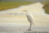 Great Egret<br><i>Ardea alba alba</i>