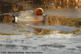 Eurasian Wigeon<br><i>Mareca penelope</i>