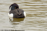 Tufted Duck<br><i>Aythya fuligula</i>