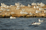 Mediterranean Gull<br><i>Ichthyaetus melanocephalus</i>