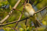 Willow Warbler<br><i>Phylloscopus trochilus trochilus</i>