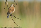 Common Linnet<br><i>Linaria cannabina cannabina</i>