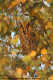 Long-Eared Owl<br><i>Asio otus otus</i>