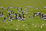 Dark-Bellied Brent Goose<br><i>Branta bernicla bernicla</i>