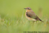 Northern Wheatear<br><i>Oenanthe oenanthe oenanthe</i>