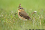 Northern Wheatear<br><i>Oenanthe oenanthe oenanthe</i>