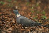 Common Wood Pigeon<br><i>Columba palumbus palumbus</i>