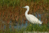 Little EgretEgretta garzetta garzetta