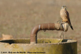 Common Kestrel<br><i>Falco tinnunculus tinnunculus</i>