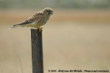 Common Kestrel<br><i>Falco tinnunculus tinnunculus</i>