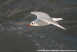 Black-Headed Gull<br><i>Chroicocephalus ridibundus</i>