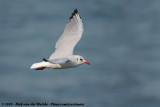 Black-Headed Gull<br><i>Chroicocephalus ridibundus</i>