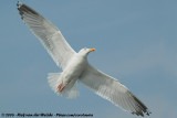 European Herring Gull<br><i>Larus argentatus argenteus</i>