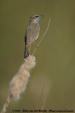 BluethroatLuscinia svecica cyanecula