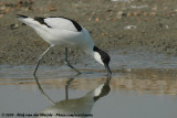 Pied Avocet<br><i>Recurvirostra avosetta</i>