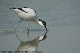Pied Avocet<br><i>Recurvirostra avosetta</i>