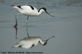 Pied Avocet<br><i>Recurvirostra avosetta</i>