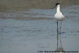 Pied Avocet<br><i>Recurvirostra avosetta</i>