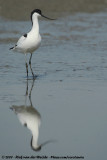 Pied Avocet<br><i>Recurvirostra avosetta</i>
