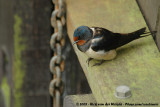 Barn Swallow<br><i>Hirundo rustica rustica</i>
