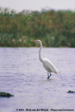 Great Egret<br><i>Ardea alba melanorhynchus</i>