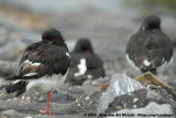 Eurasian Oystercatcher<br><i>Haematopus ostralegus ostralegus</i>