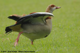 Egyptian GooseAlopochen aegyptiaca