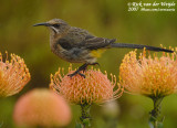 Kaapse Suikervogel