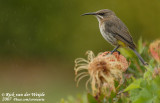Kaapse Suikervogel