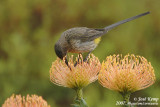 Kaapse Suikervogel