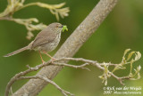 Karooprinia / Karoo (Spotted) Prinia