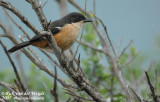 Waterfiskaal / Southern Boubou