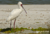 Afrikaanse Lepelaar / African Spoonbill