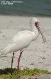 Afrikaanse Lepelaar / African Spoonbill